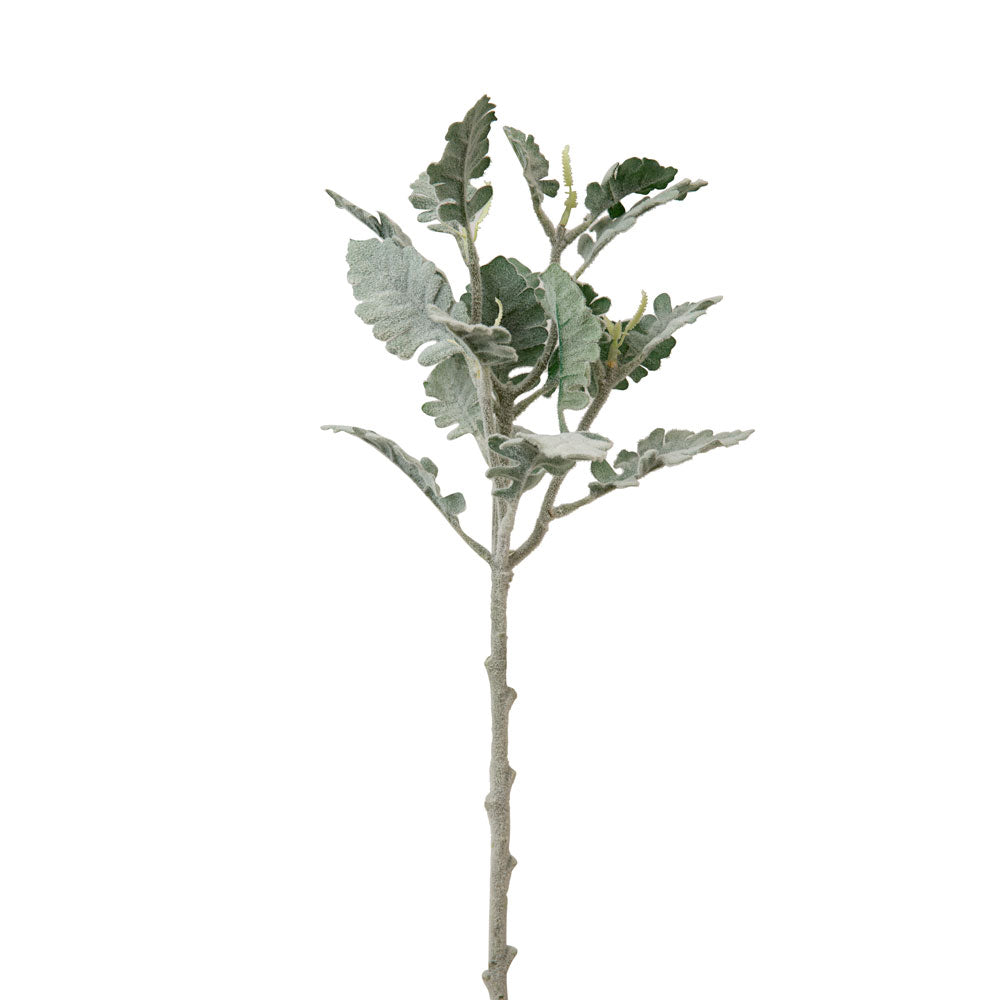 Dusty Miller Spray - Box of 2